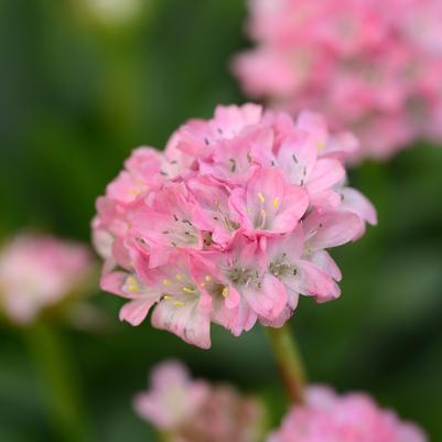 Armeria pseudoarmeria Dreameria® Daydream