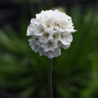 Armeria pseudoarmeria Dreameria® Dream Clouds