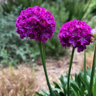 Armeria pseudoarmeria Dreameria® Vivid Dreams