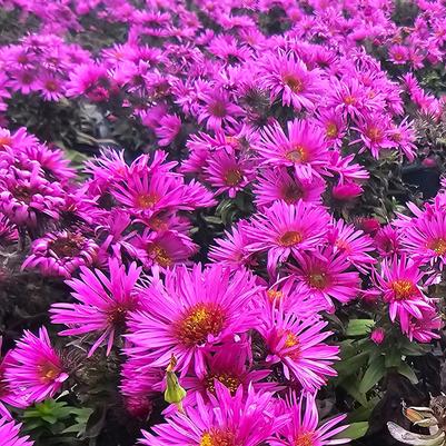 Aster novae-angliae Pink Crush