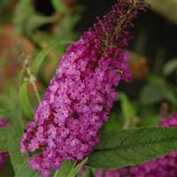 Buddleia davidii Chrysalis™ Purple