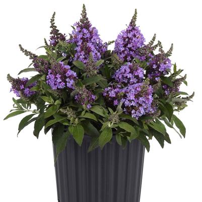 Buddleia davidii Chrysalis™ Steel Blue