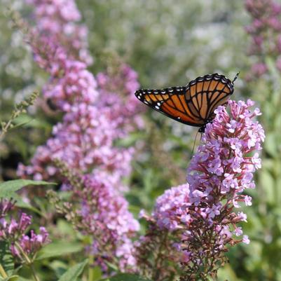 Buddleia davidii Pink Delight