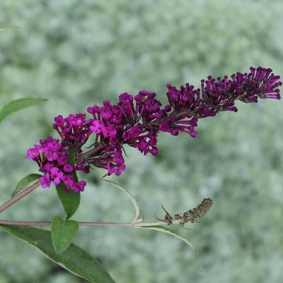 Buddleia davidii Royal Red