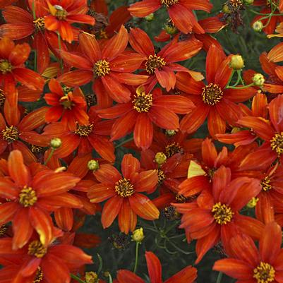 Coreopsis verticillata Sizzle & Spice™ Crazy Cayenne
