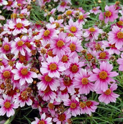 Coreopsis rosea Heaven's Gate
