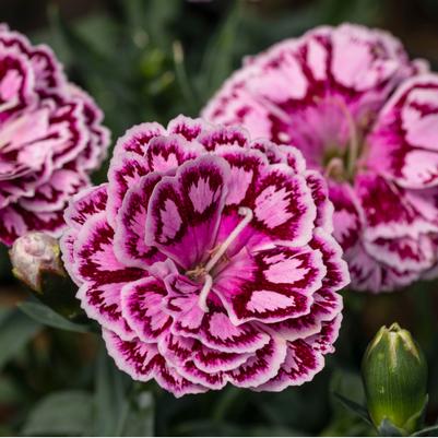 Dianthus Crush Cherry Constant Beauty® 