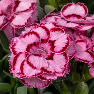 Dianthus Pink Constant Beauty® 
