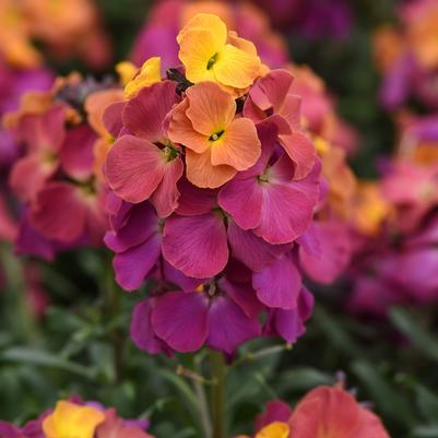 Erysimum Brightside® Magenta Glow