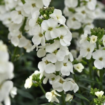 Erysimum Brightside® White