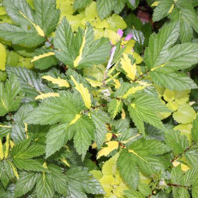 Filipendula ulmaria Variegata