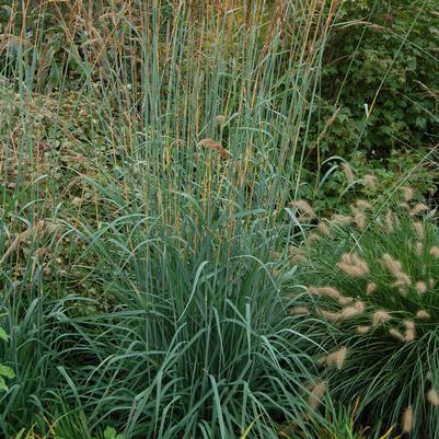 Sorghastrum nutans Sioux Blue