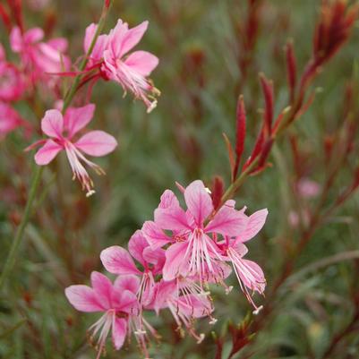 Gaura lindheimeri Passionate Blush