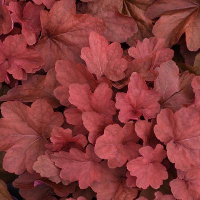 Heuchera Carnival™ Cinnamon Stick