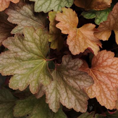 Heuchera Carnival™ Watermelon