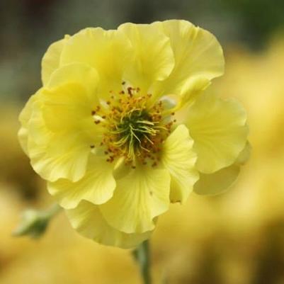 Geum Banana Daiquiri