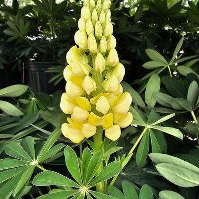 Lupinus Gallery Yellow