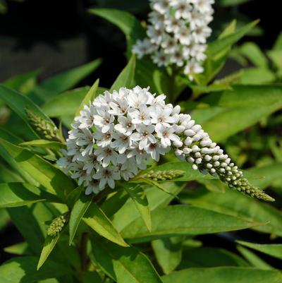 Lysimachia clethroides 