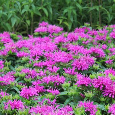 Monarda didyma ACrade Grand Parade