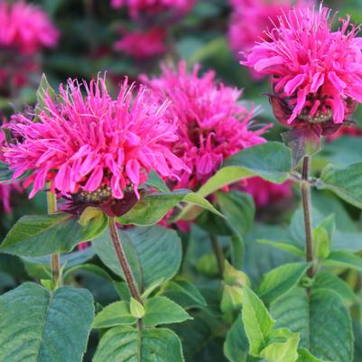 Monarda didyma Pink Lace