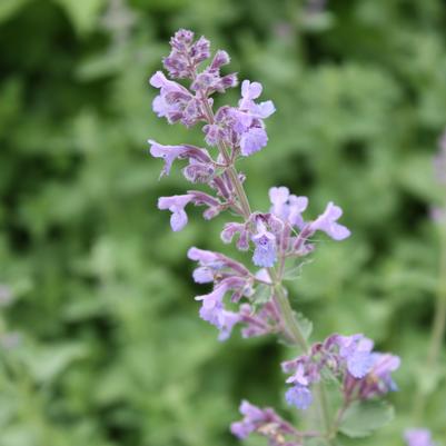 Nepeta faassenii Dropmore