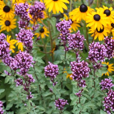 Origanum laevigatum Herrenhausen