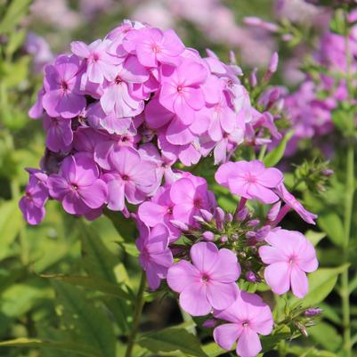 Phlox paniculata David's Lavender