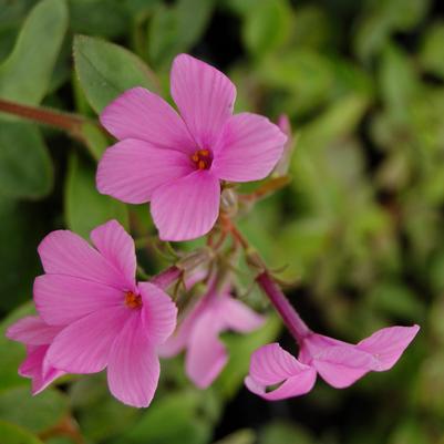 Phlox stolonifera Pink Ridge