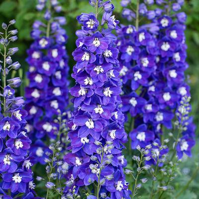 Delphinium Delgenius™ Blue Fabulosa