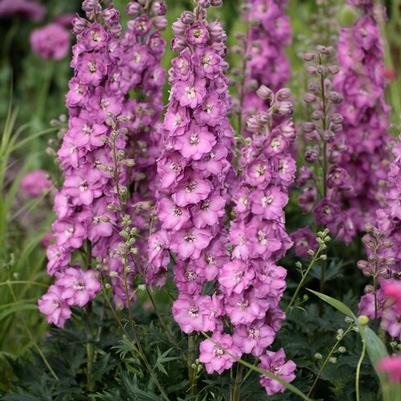 Delphinium Delgenius™ Chantay