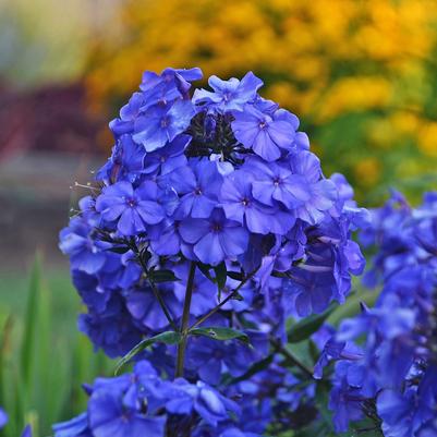 Phlox paniculata Blue Paradise