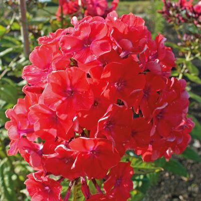 Phlox paniculata Orange Perfection