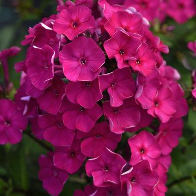 Phlox paniculata Super Ka-Pow™ Fuchsia 