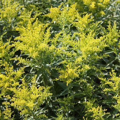 Solidago Little Lemon