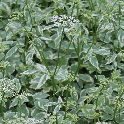 Aegopodium podagraria Variegatum