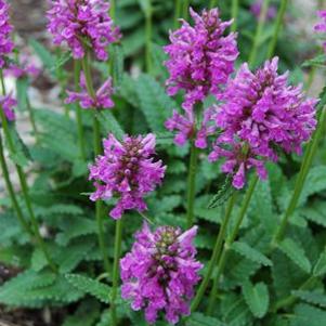 Stachys officinalis Densiflorus