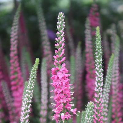 Veronica spicata Red Fox