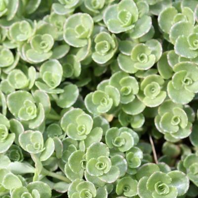 Sedum spurium John Creech