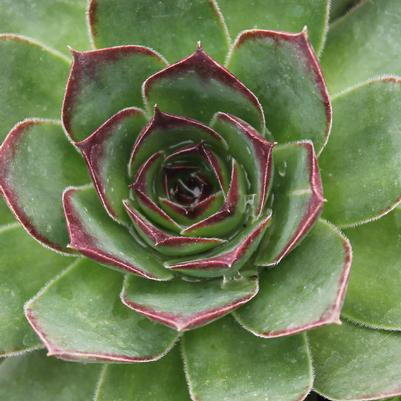 Sempervivum tectorum 