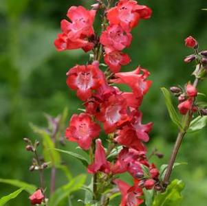 Penstemon Cherry Sparks