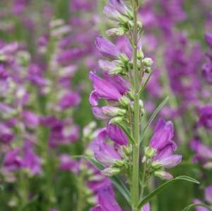 Penstemon barbatus Prairie Dusk