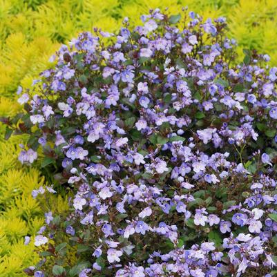 Veronica Waterperry Blue