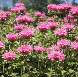 Monarda didyma Marshall's Delight