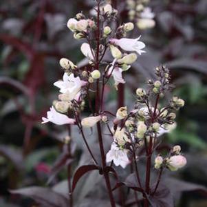Penstemon digitalis Husker Red' - IMPROVED