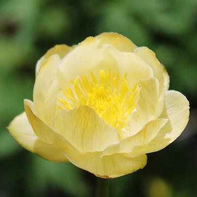 Trollius Cheddar