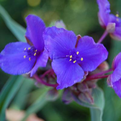 Tradescantia andersoniana Concord Grape
