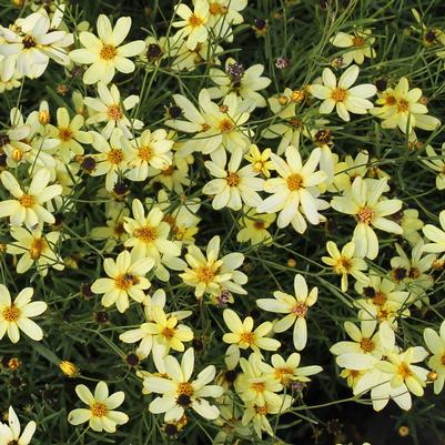 Coreopsis verticillata Moonbeam