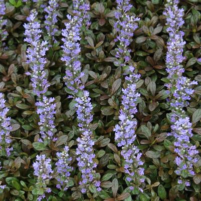 Ajuga reptans Chocolate Chip (Valfredda)