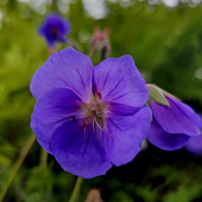 Geranium Brookside