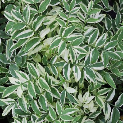 Polemonium reptans Stairway to Heaven